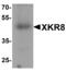 XK Related 8 antibody, MBS153638, MyBioSource, Western Blot image 