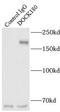 Dedicator of cytokinesis protein 1 antibody, FNab02492, FineTest, Immunoprecipitation image 