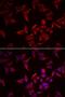 Natural Cytotoxicity Triggering Receptor 3 antibody, LS-C334983, Lifespan Biosciences, Immunofluorescence image 