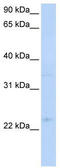 CD357 antibody, TA330342, Origene, Western Blot image 