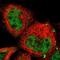 COP9 Signalosome Subunit 5 antibody, NBP1-84370, Novus Biologicals, Immunofluorescence image 
