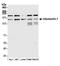 Intersectin 1 antibody, A303-075A, Bethyl Labs, Western Blot image 