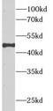 SRBC antibody, FNab00510, FineTest, Western Blot image 
