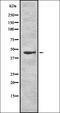 Regulator Of Chromosome Condensation 1 antibody, orb337155, Biorbyt, Western Blot image 