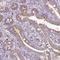 Carbohydrate Sulfotransferase 11 antibody, HPA052828, Atlas Antibodies, Immunohistochemistry frozen image 