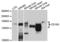 CD163 antibody, LS-B15360, Lifespan Biosciences, Western Blot image 