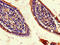 CDGSH Iron Sulfur Domain 2 antibody, CSB-PA839803LA01HU, Cusabio, Immunohistochemistry frozen image 
