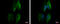 SEC23 Interacting Protein antibody, GTX115597, GeneTex, Immunofluorescence image 