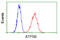 ATP Synthase F1 Subunit Beta antibody, GTX84849, GeneTex, Flow Cytometry image 