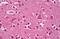 AHSA1 antibody, MBS246742, MyBioSource, Immunohistochemistry frozen image 