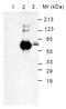 Heat Shock Protein Family A (Hsp70) Member 5 antibody, AM08058BT-N, Origene, Western Blot image 