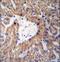 GLYAT antibody, LS-C166528, Lifespan Biosciences, Immunohistochemistry frozen image 
