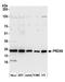 Peroxiredoxin 6 antibody, A305-315A, Bethyl Labs, Western Blot image 