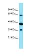 Family With Sequence Similarity 221 Member B antibody, orb326932, Biorbyt, Western Blot image 