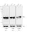 Mouse IgG Fab antibody, SA1-72025, Invitrogen Antibodies, Western Blot image 