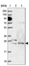 Autophagy-related protein 101 antibody, NBP1-88877, Novus Biologicals, Western Blot image 