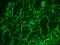 lamin A antibody, NBP1-97688, Novus Biologicals, Immunofluorescence image 