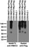 Solute Carrier Family 18 Member A2 antibody, 73-436, Antibodies Incorporated, Western Blot image 