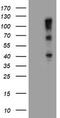 F-Box Protein 31 antibody, CF504012, Origene, Western Blot image 