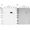 Sulfite oxidase, mitochondrial antibody, NBP2-38396, Novus Biologicals, Western Blot image 