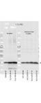 RLC antibody, TA319238, Origene, Western Blot image 