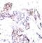 ETS Transcription Factor ELK1 antibody, 79-119, ProSci, Immunohistochemistry frozen image 
