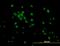 Kruppel Like Factor 11 antibody, orb94672, Biorbyt, Immunofluorescence image 