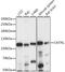 Centriolin antibody, 15-898, ProSci, Western Blot image 