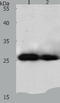 Peroxiredoxin 3 antibody, TA322472, Origene, Western Blot image 