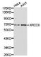 X-Ray Repair Cross Complementing 6 antibody, LS-C192781, Lifespan Biosciences, Western Blot image 