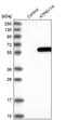 ATPase H+ Transporting V1 Subunit H antibody, PA5-54793, Invitrogen Antibodies, Western Blot image 