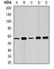 Fatty Acid Amide Hydrolase antibody, orb340738, Biorbyt, Western Blot image 