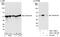 Calregulin antibody, A301-130A, Bethyl Labs, Immunoprecipitation image 