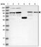 Spermatogenesis-associated protein 5 antibody, PA5-57664, Invitrogen Antibodies, Western Blot image 