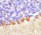 Cadherin-13 antibody, MA5-24128, Invitrogen Antibodies, Immunohistochemistry frozen image 
