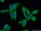Zinc Finger CCCH-Type Containing 15 antibody, 26241-1-AP, Proteintech Group, Immunofluorescence image 