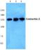 Contactin 2 antibody, PA5-75496, Invitrogen Antibodies, Western Blot image 