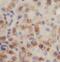 Nardilysin Convertase antibody, FNab05853, FineTest, Immunohistochemistry frozen image 