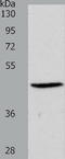 S1P3 antibody, TA321692, Origene, Western Blot image 