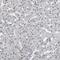 AHNAK Nucleoprotein 2 antibody, PA5-52061, Invitrogen Antibodies, Immunohistochemistry frozen image 