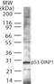 Tumor Protein P53 Inducible Nuclear Protein 1 antibody, NB100-56627, Novus Biologicals, Western Blot image 