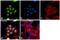 Ubiquitin Specific Peptidase 7 antibody, PA5-34911, Invitrogen Antibodies, Immunofluorescence image 