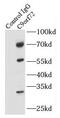 C9orf72-SMCR8 Complex Subunit antibody, FNab01147, FineTest, Immunoprecipitation image 