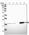 Outer Mitochondrial Membrane Lipid Metabolism Regulator OPA3 antibody, PA5-60855, Invitrogen Antibodies, Western Blot image 