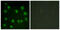 Dematin antibody, GTX87430, GeneTex, Immunofluorescence image 
