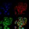 Solute Carrier Family 2 Member 2 antibody, GTX02544, GeneTex, Immunocytochemistry image 