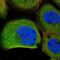 Integrin beta-8 antibody, NBP1-87447, Novus Biologicals, Immunofluorescence image 