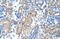 Forkhead Box R2 antibody, ARP42812_T100, Aviva Systems Biology, Immunohistochemistry paraffin image 