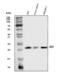 BH3 Interacting Domain Death Agonist antibody, A00730, Boster Biological Technology, Western Blot image 