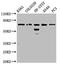 BMP/Retinoic Acid Inducible Neural Specific 3 antibody, LS-C682284, Lifespan Biosciences, Western Blot image 